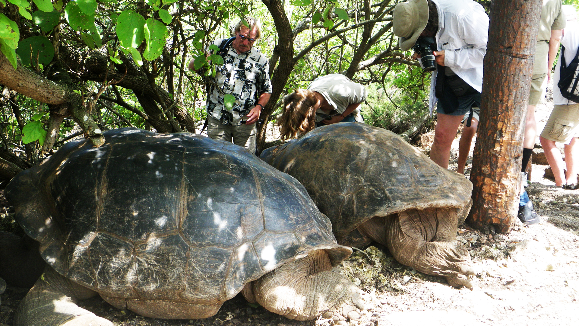 wp-content/uploads/itineraries/Galapagos/032610galapagos_charlesdarwin_tortoise_people (2).JPG